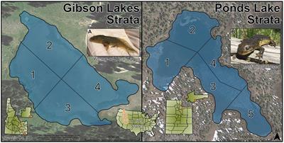 Spatiotemporal and ontogenetic variation, microbial selection, and predicted Bd-inhibitory function in the skin-associated microbiome of a Rocky Mountain amphibian